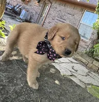 Ruger, a male Golden Retriever for sale in Porter, OK – 3 of 6