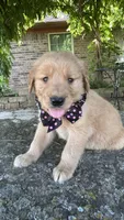 Ruger, a male Golden Retriever for sale in Porter, OK – 5 of 5