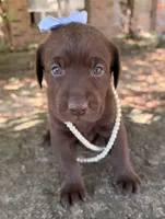 Lucy, a female Labrador Retriever for sale in Porter, OK – 8 of 9