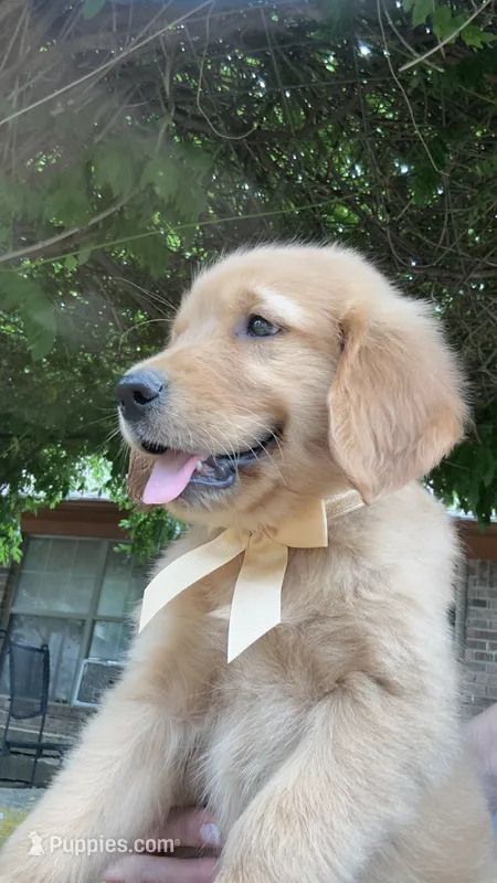 Remme – Golden Retriever puppy for sale in Porter, OK