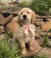 Remme, a male Golden Retriever for sale in Porter, OK – 2 of 5