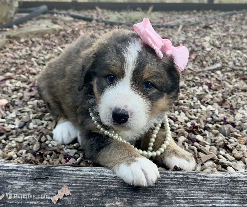 Ellie  – Bernedoodle puppy for sale in Porter, OK