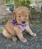 Remme, a male Golden Retriever for sale in Porter, OK – Photo 3 of 4