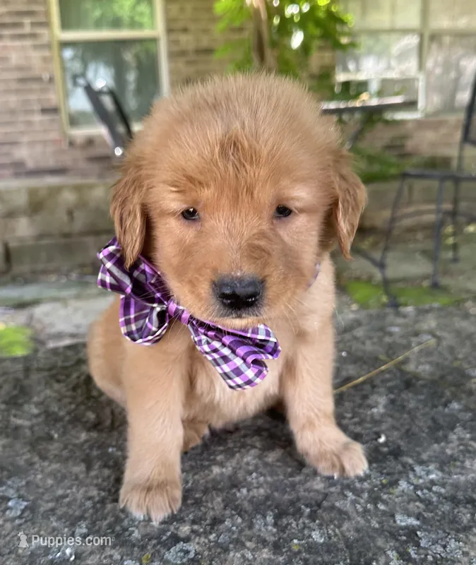 Remme – Golden Retriever puppy for sale in Porter, OK