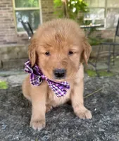 Remme, a male Golden Retriever for sale in Porter, OK – Photo 1 of 4