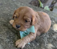 Milo, a male Cavapoo for sale in Porter, OK – 2 of 8