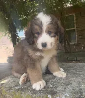 Rosie, a male Bernedoodle for sale in Porter, OK – 3 of 7