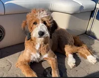 Hershey, a female Bernedoodle for sale in Porter, OK – 9 of 9