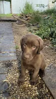 Penny, a female Labrador Retriever for sale in Porter, OK – 2 of 9