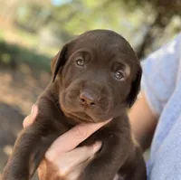 Lucy, a female Labrador Retriever for sale in Porter, OK – 7 of 9