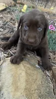 Darcy, a female Labrador Retriever for sale in Porter, OK – 3 of 4