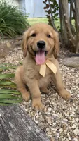 Remme, a male Golden Retriever for sale in Porter, OK – 3 of 5
