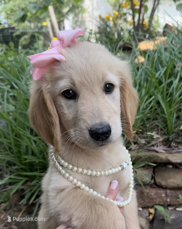Lillibet – Golden Retriever puppy for sale in Porter, OK