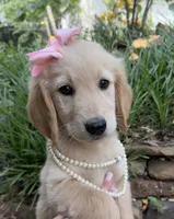 Lillibet, a female Golden Retriever for sale in Porter, OK – 1 of 5