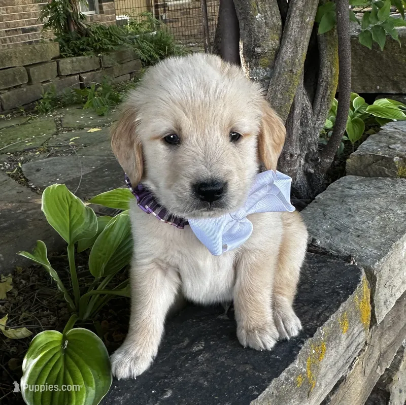 Scout – Golden Retriever puppy for sale in Porter, OK