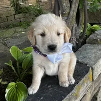 Scout, a male Golden Retriever for sale in Porter, OK – 1 of 5