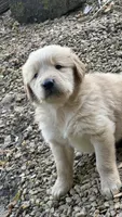 Moose, a male Golden Retriever for sale in Porter, OK – 3 of 5