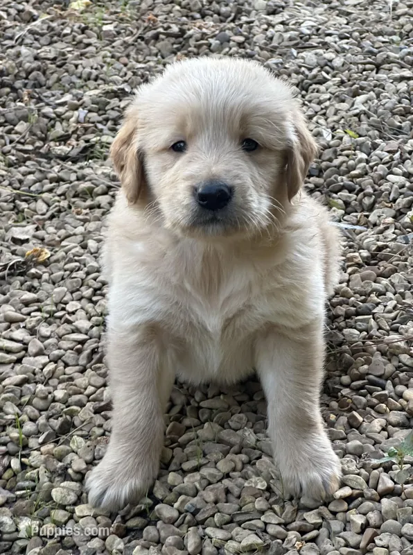 Moose – Golden Retriever puppy for sale in Porter, OK