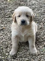 Moose, a male Golden Retriever for sale in Porter, OK – 1 of 5