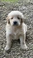Moose, a male Golden Retriever for sale in Porter, OK – 4 of 5