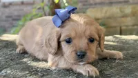 Molly, a female Cavapoo for sale in Porter, OK – 6 of 6