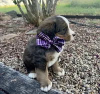 Hershey, a female Bernedoodle for sale in Porter, OK – 4 of 9