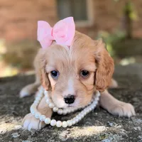 Daisy, a female Cavapoo for sale in Porter, OK – 2 of 7