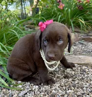 Lucy, a female Labrador Retriever for sale in Porter, OK – 5 of 5