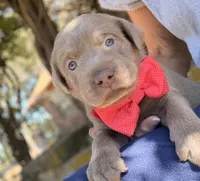 Dax, a male Labrador Retriever for sale in Porter, OK – 6 of 10