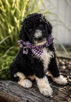 Elton, a male Poodle - Standard  for sale in Porter, OK – 1 of 3