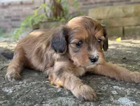 Coco, a female Cavapoo for sale in Porter, OK – 9 of 9