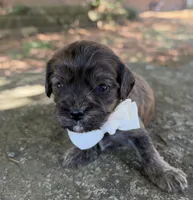 Fudge, a male Cavapoo for sale in Porter, OK – 2 of 5