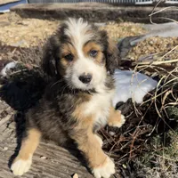 Moose, a male Bernedoodle for sale in Porter, OK – Photo 4 of 4
