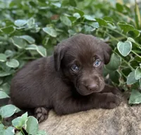 Piper, a female Labrador Retriever for sale in Porter, OK – 2 of 3