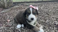 Ellie , a female Bernedoodle for sale in Porter, OK – 4 of 10