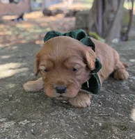 Enzo, a male Cavapoo for sale in Porter, OK – 4 of 7
