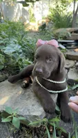 Darcy, a female Labrador Retriever for sale in Porter, OK – 2 of 6