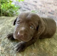 Ruger, a male Labrador Retriever for sale in Porter, OK – 6 of 8