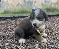 Rosie, a male Bernedoodle for sale in Porter, OK – 5 of 10