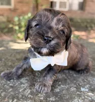 Fudge, a male Cavapoo for sale in Porter, OK – 1 of 5