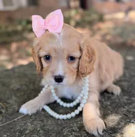 Daisy, a female Cavapoo for sale in Porter, OK – 3 of 7