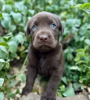 Reese, a female Labrador Retriever for sale in Porter, OK – 2 of 3