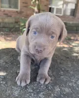 Sage, a female Labrador Retriever for sale in Porter, OK – 9 of 9