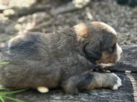 Hershey, a male Bernedoodle for sale in Porter, OK – 5 of 10