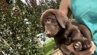 Cocoa, a female Labrador Retriever for sale in Porter, OK – 5 of 5