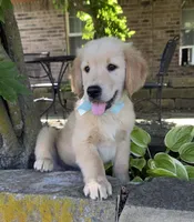 Scout, a male Golden Retriever for sale in Porter, OK – 4 of 5