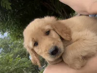 Ranger, a male Golden Retriever for sale in Porter, OK – 1 of 5