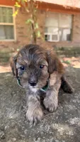 Finn, a male Cavapoo for sale in Porter, OK – 4 of 5