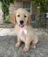Ace, a male Golden Retriever for sale in Porter, OK – 5 of 5