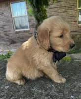 Ace, a male Golden Retriever for sale in Porter, OK – 2 of 6